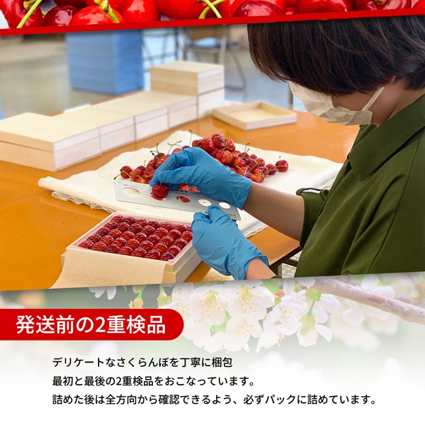 フルーツ :: 【先行予約／送料無料】山形県産 佐藤錦 さくらんぼ 特秀