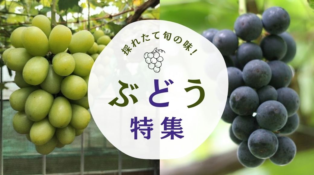 ぶどう特集